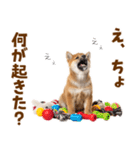 毎日使える！感情ゆたかでかわいい柴犬（個別スタンプ：26）