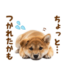毎日使える！感情ゆたかでかわいい柴犬（個別スタンプ：28）