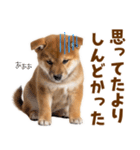 毎日使える！感情ゆたかでかわいい柴犬（個別スタンプ：29）