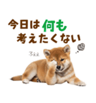毎日使える！感情ゆたかでかわいい柴犬（個別スタンプ：30）