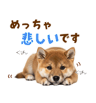 毎日使える！感情ゆたかでかわいい柴犬（個別スタンプ：31）