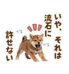 毎日使える！感情ゆたかでかわいい柴犬（個別スタンプ：32）