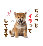 毎日使える！感情ゆたかでかわいい柴犬（個別スタンプ：33）