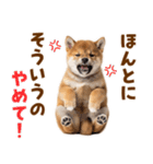 毎日使える！感情ゆたかでかわいい柴犬（個別スタンプ：34）