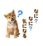 毎日使える！感情ゆたかでかわいい柴犬（個別スタンプ：35）