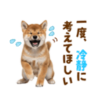 毎日使える！感情ゆたかでかわいい柴犬（個別スタンプ：36）