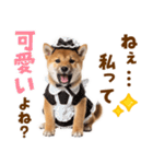 毎日使える！感情ゆたかでかわいい柴犬（個別スタンプ：37）