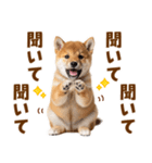 毎日使える！感情ゆたかでかわいい柴犬（個別スタンプ：38）