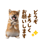 毎日使える！感情ゆたかでかわいい柴犬（個別スタンプ：39）