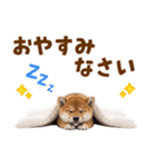 毎日使える！感情ゆたかでかわいい柴犬（個別スタンプ：40）