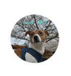 愛犬レオ。（個別スタンプ：1）