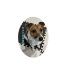 愛犬レオ。（個別スタンプ：3）