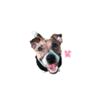 愛犬レオ。（個別スタンプ：8）