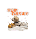 うちのむぎ002（個別スタンプ：14）