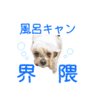 うちのむぎ002（個別スタンプ：26）