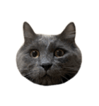 表情ゆたかなお猫さま（個別スタンプ：1）