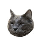 表情ゆたかなお猫さま（個別スタンプ：2）