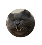 表情ゆたかなお猫さま（個別スタンプ：4）