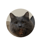 表情ゆたかなお猫さま（個別スタンプ：5）