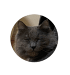 表情ゆたかなお猫さま（個別スタンプ：6）