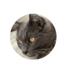 表情ゆたかなお猫さま（個別スタンプ：9）