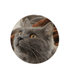 表情ゆたかなお猫さま（個別スタンプ：10）