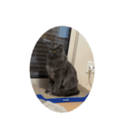 表情ゆたかなお猫さま（個別スタンプ：12）