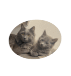 表情ゆたかなお猫さま（個別スタンプ：13）
