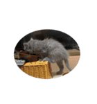 表情ゆたかなお猫さま（個別スタンプ：14）