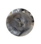 表情ゆたかなお猫さま（個別スタンプ：15）