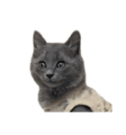 表情ゆたかなお猫さま（個別スタンプ：16）
