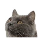 表情ゆたかなお猫さま（個別スタンプ：17）