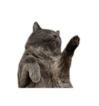 表情ゆたかなお猫さま（個別スタンプ：18）