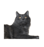 表情ゆたかなお猫さま（個別スタンプ：19）