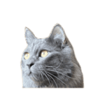 表情ゆたかなお猫さま（個別スタンプ：20）