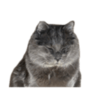 表情ゆたかなお猫さま（個別スタンプ：21）