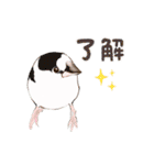 ジュウシマツ！使いやすいスタンプ1（個別スタンプ：6）