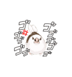 ジュウシマツ！使いやすいスタンプ1（個別スタンプ：17）