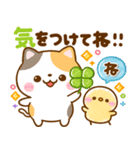 ねこねこにゃんこ♡思いやりメッセージ（個別スタンプ：5）