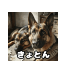 表情豊かなシェパードの日常トーク（個別スタンプ：10）