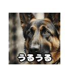 表情豊かなシェパードの日常トーク（個別スタンプ：15）