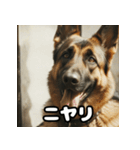 表情豊かなシェパードの日常トーク（個別スタンプ：17）