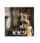 表情豊かなシェパードの日常トーク（個別スタンプ：20）