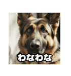 表情豊かなシェパードの日常トーク（個別スタンプ：24）