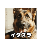 表情豊かなシェパードの日常トーク（個別スタンプ：25）