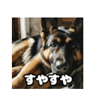 表情豊かなシェパードの日常トーク（個別スタンプ：36）