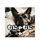 表情豊かなシェパードの日常トーク（個別スタンプ：39）