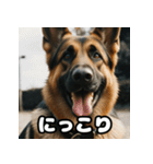 愛嬌たっぷりシェパードの表情スタンプ（個別スタンプ：1）