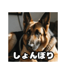 愛嬌たっぷりシェパードの表情スタンプ（個別スタンプ：4）