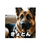 愛嬌たっぷりシェパードの表情スタンプ（個別スタンプ：10）